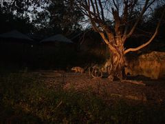 -清迈夜间动物园