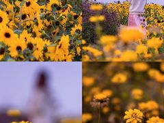 -上海滨江森林公园