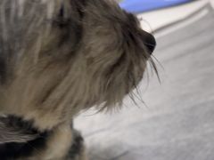 -嘉馨宠物医院·CT影像转诊·心脏科·犬猫全科诊疗中心(下沙大学城院区)