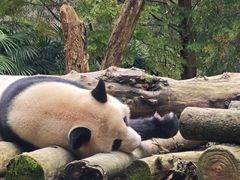 -都江堰中华大熊猫苑