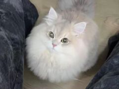 -猫十亿·布偶金渐层·曼基康矮脚猫舍(青年路店)