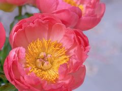 -循礼门鲜花花市(武汉循礼门店)