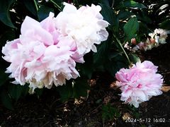 -东升八家郊野公园