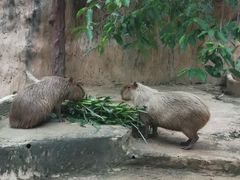 -清迈夜间动物园