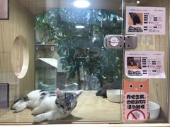 -屋虎猫馆(宝安大仟里店)
