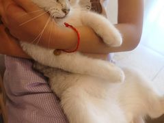 -飞行喵MR PILOT|猫舍·猫咖(静安大融城店)