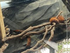 -武汉动物园