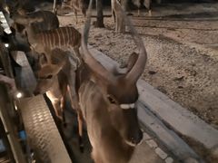 -清迈夜间动物园