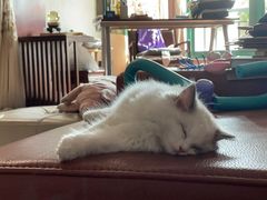 -lincat·猫舍(广州店)