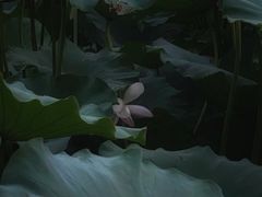 -龙头寺公园