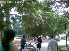 -中山大学学者灵芝(园南路店)