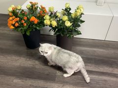 -循礼门鲜花花市(武汉循礼门店)