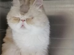 -艾贝尔宠物诊疗