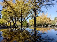 -三里屯东五街银杏大道