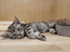 -屋虎猫馆(宝安大仟里店)