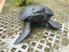 -广东惠东海龟国家级自然保护区