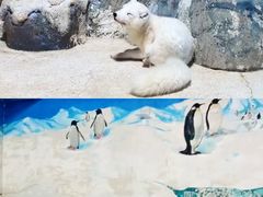 -海合安天津极地海洋公园