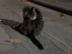 -宠物星动物医院·眼科·异宠·猫科(江南大道总院)