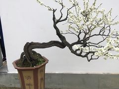 -杭州植物园