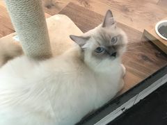 -袖虎·猫馆(体育西路店)