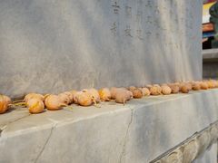 -挂甲禅寺