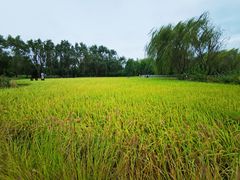 -北坞公园