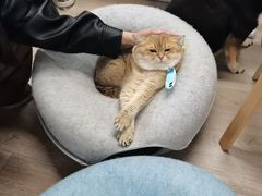 -柴迷FANS CLUB·柴犬狗咖·猫咖