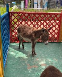 -萌宠亲子动物乐园(槐房万达店)