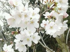 -绵阳盛世樱花悠乐谷