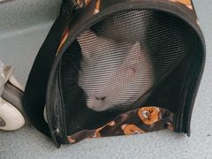 -瑞派·关忠动物医院·猫专科·犬专科(三环新城店)