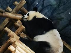 -深圳野生动物园