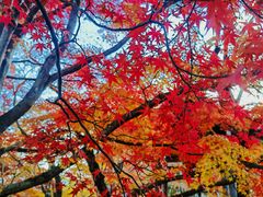 -常寂光寺