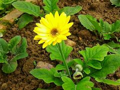 -广东茂名森林公园