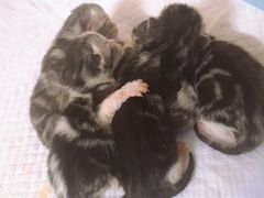 -宠爱国际动物医院·消化内科·心肾内科·ISFM猫友好(望京店)