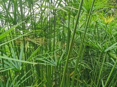 -成都市活水公园