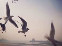 栈桥-栈桥景区