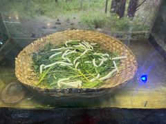-上海大自然野生昆虫馆(东方明珠·爬宠昆虫探索中心)