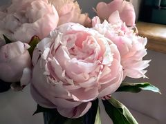 -双季花艺园艺市场(浦东店)