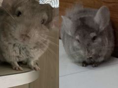 -瑞派·关忠动物医院·异宠专科·犬猫肿瘤·皮肤专科(望京店)