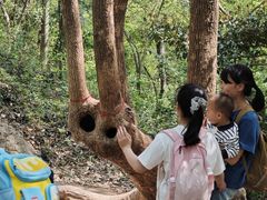 -上海佘山国家森林公园天马山园