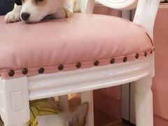 -宠匠·爱宠堡 PET CASTLE