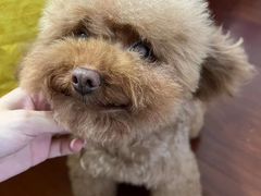 -萌宠之家·腊肠犬·马尔泰·小体犬舍