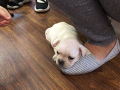 -北京博爱动物医院有限公司