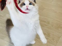 -猫十亿·布偶金渐层·曼基康矮脚猫舍(青年路店)