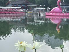 -莲花池公园