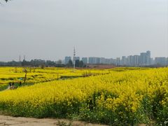 -三圣花乡旅游区