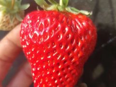 -田趣农庄草莓采摘园