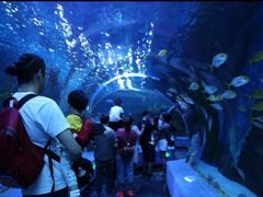 -芜湖新华联大白鲸海洋公园