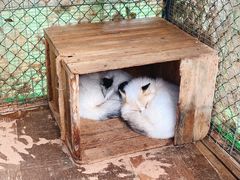 -宫城藏王狐狸村