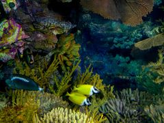 -上海海洋水族馆